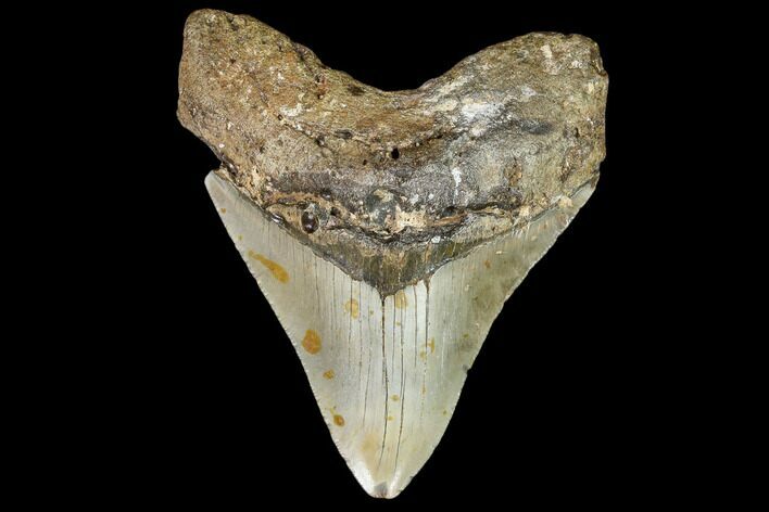 Fossil Megalodon Tooth - North Carolina #108886